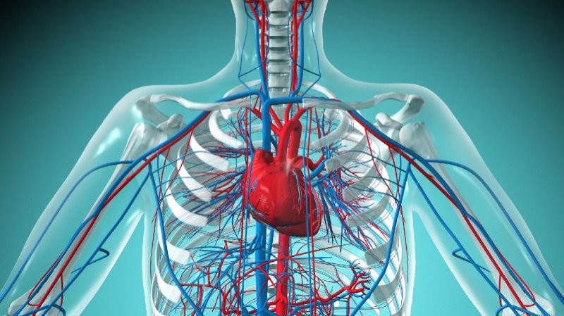 Cardiovascular