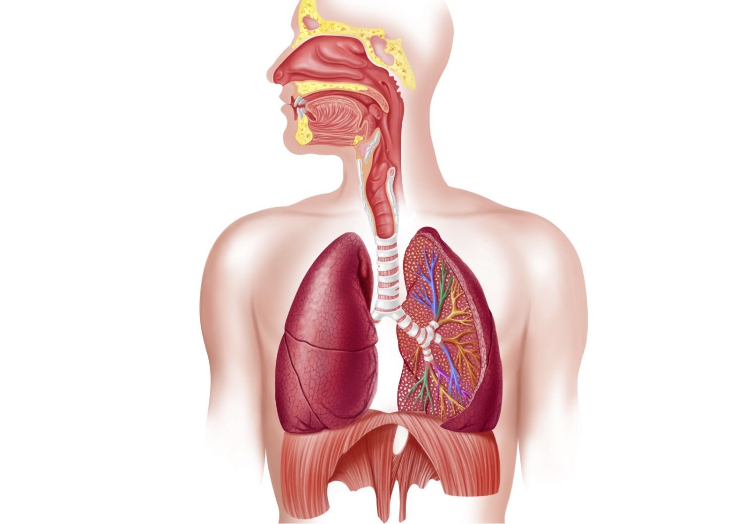 Respiratory